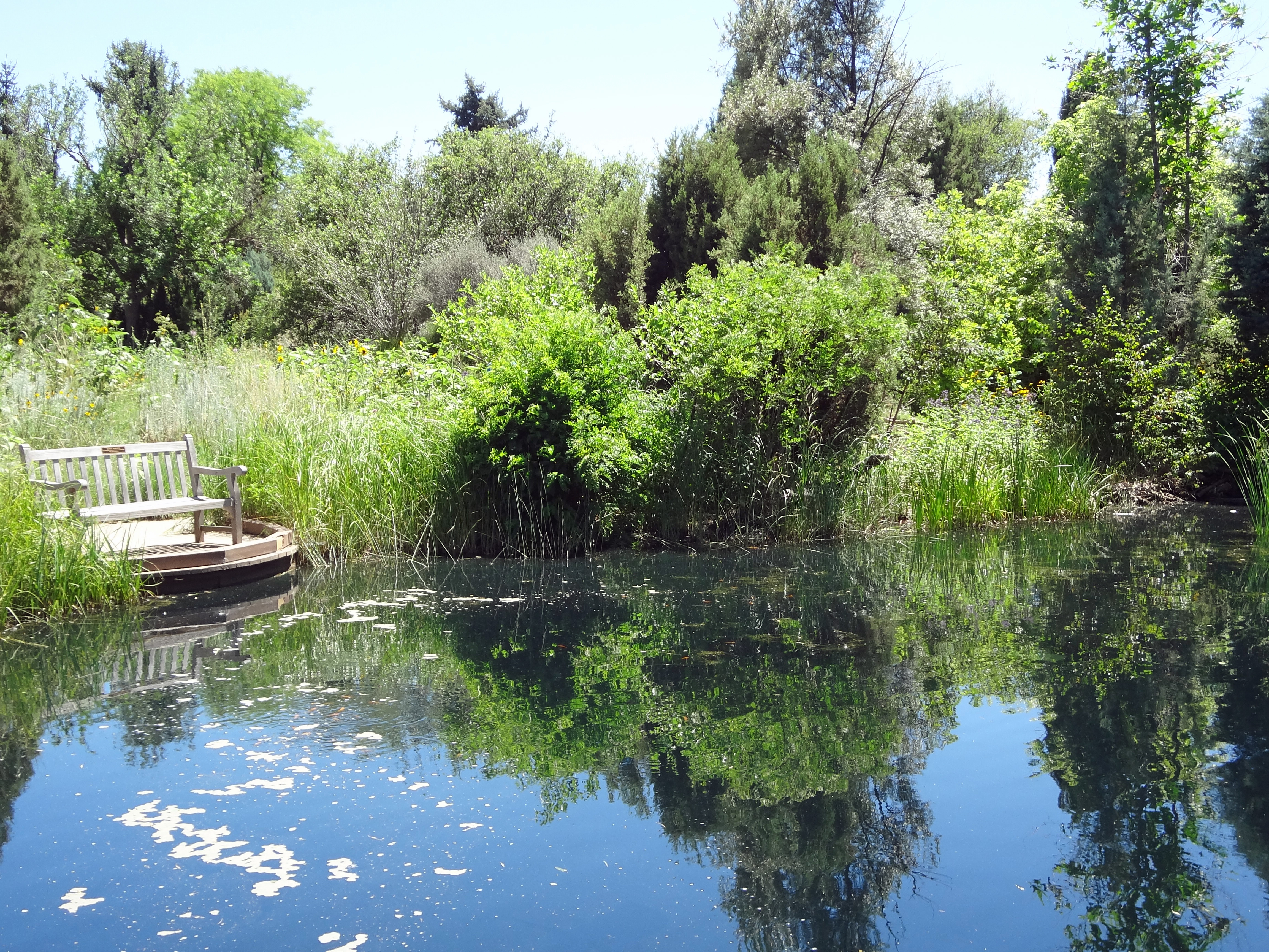 Bench and pond