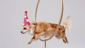 A small brown dog, wearing a hot-pink wizard's hat with white stars, leaps through a hoop